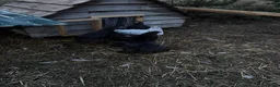 Chickens poultry for sale: 4 black Brahma hens - Advert 4