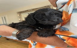 Cockapoo dogs for sale: Adorable cockapoo puppies  - Image 5