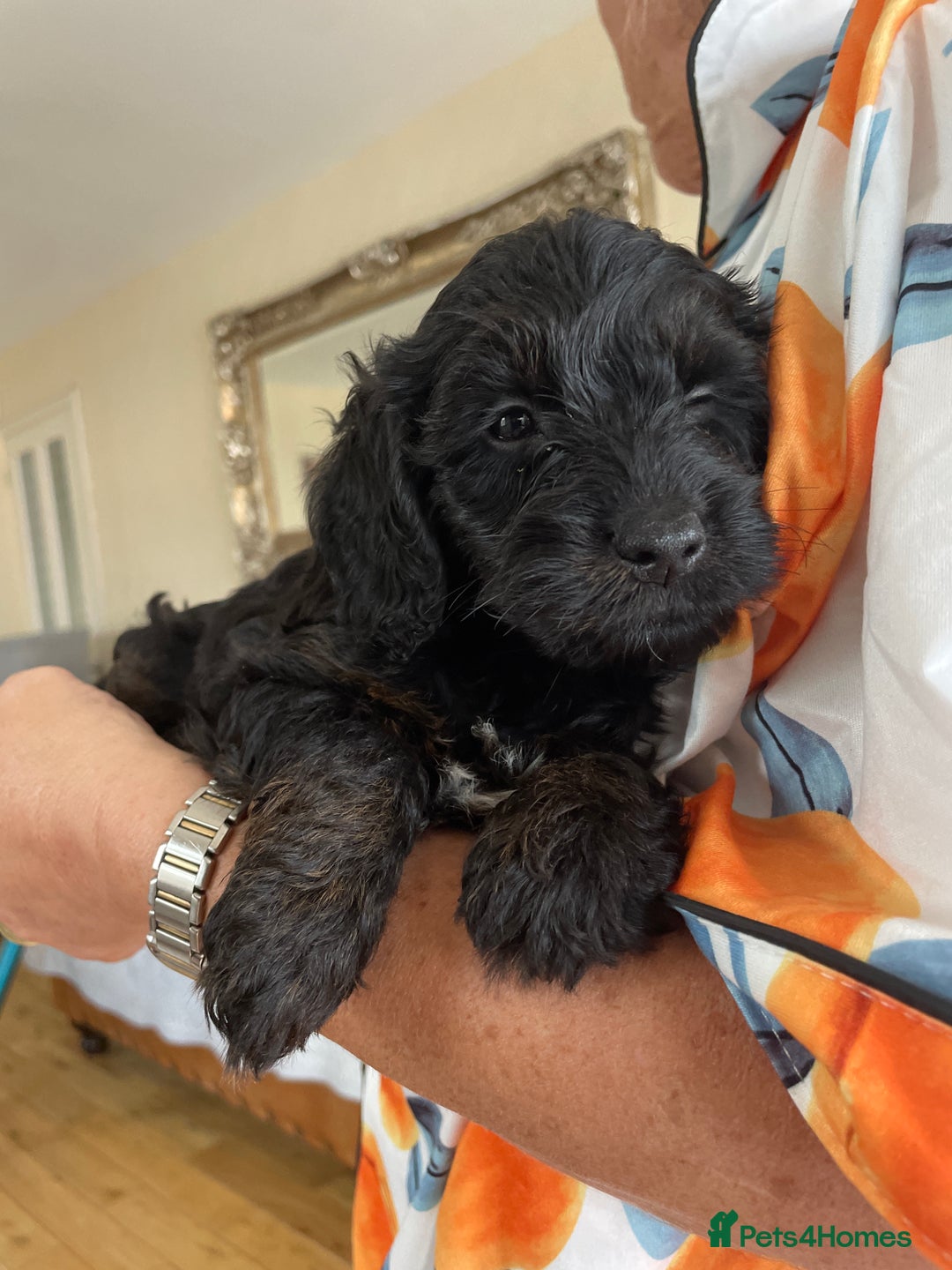 Cockapoo dogs for sale: Adorable cockapoo puppies  - Image 5