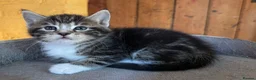 Ragdoll cats for sale: Kittens for sale - Advert 12
