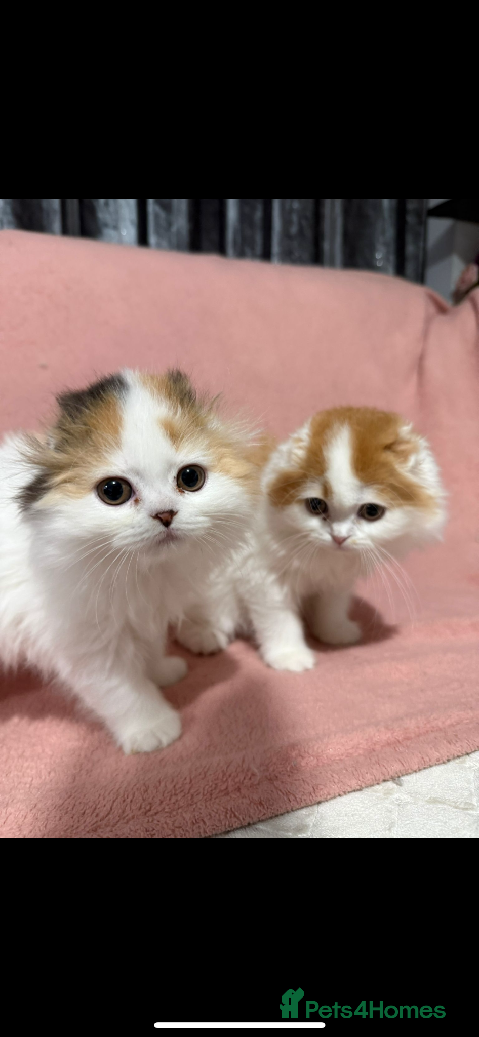 Scottish Fold cats for sale: Beautiful Scottish Fold × Long-Haired Mix Kittens  - Advert 1