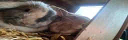 Mini Lop rabbits for sale: Beautiful mini lop bunnies  - Advert 7