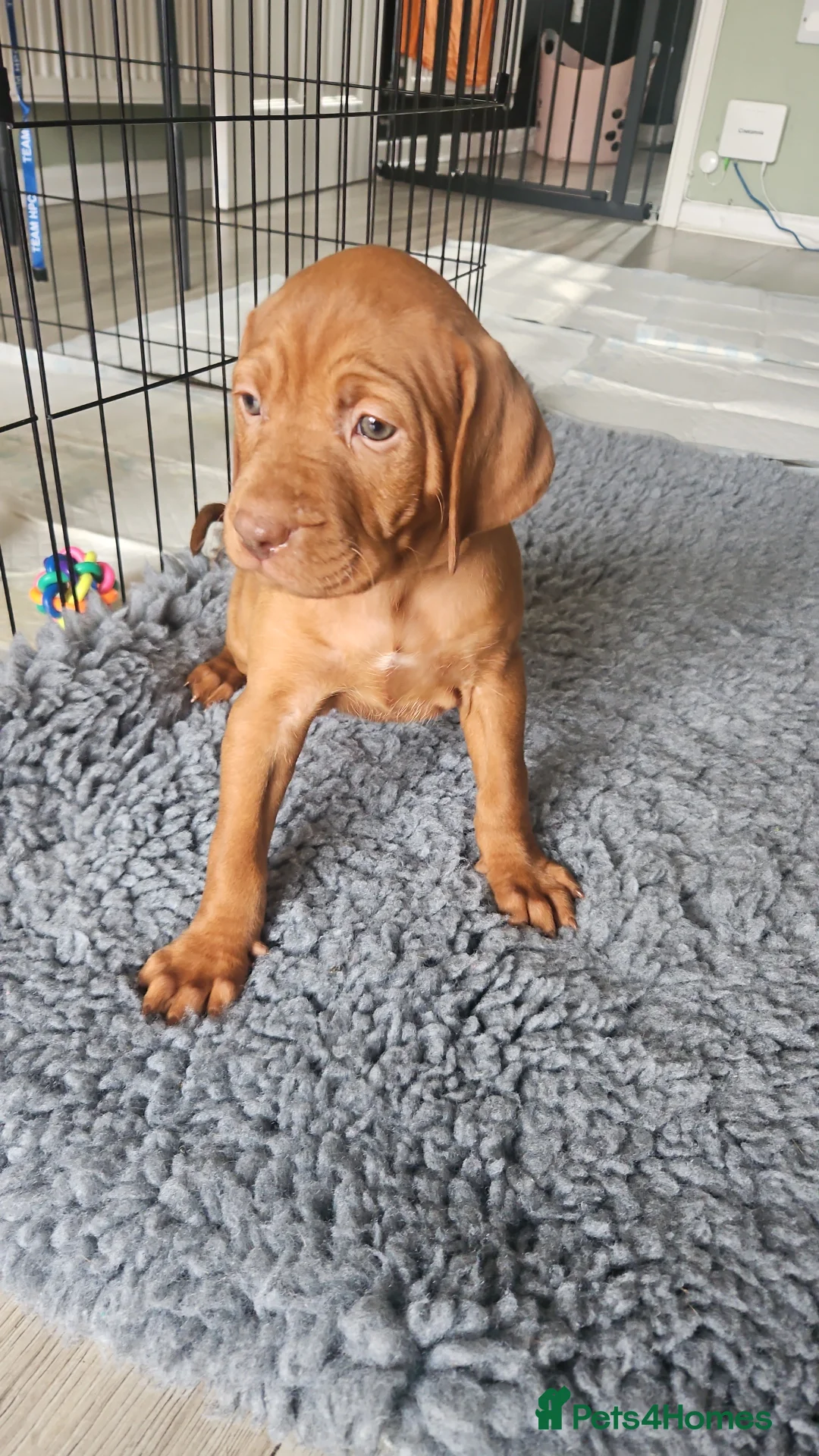 Hungarian Vizsla dogs for sale: 🏆🇭🇺 KC Registered fully trained HungarianVizsla - Advert 21