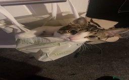 American Shorthair cats for sale: Chino  - Image 3