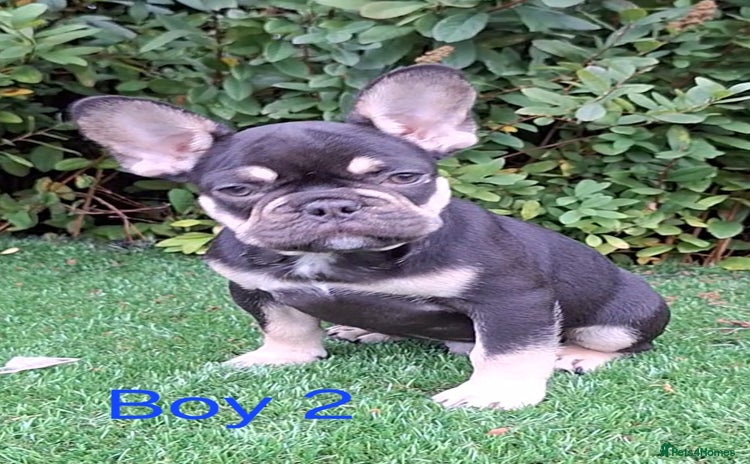 French Bulldog dogs - Advert 13