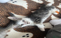 Mixed Breed cats for sale: 4 Beautiful Kitties For Sale  - Image 8