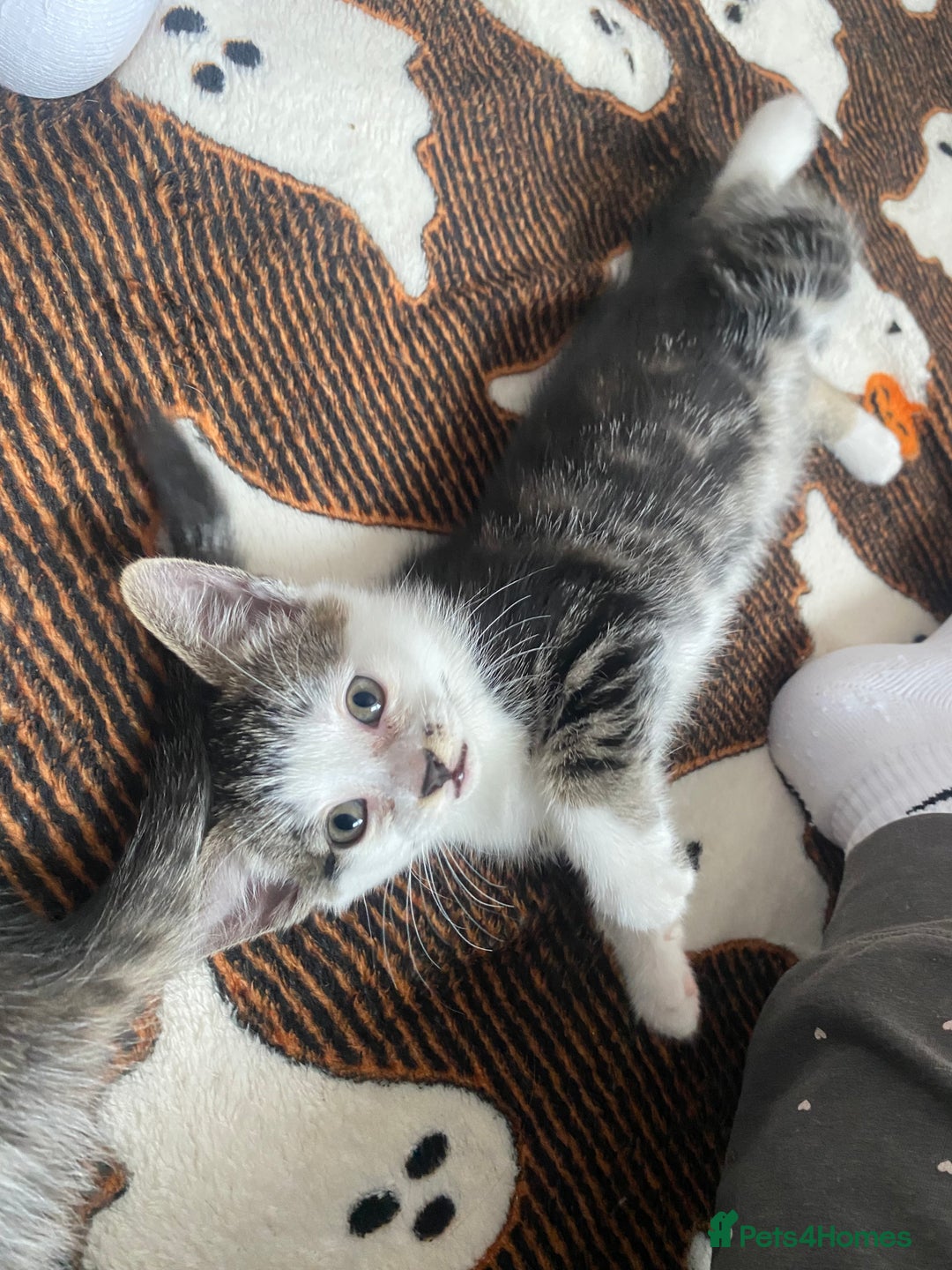 Mixed Breed cats for sale: 4 Beautiful Kitties For Sale  - Image 8
