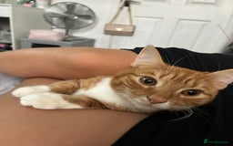 British Shorthair cats for sale: Male Cat for Sale  - Advert 3