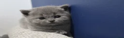 British Shorthair cats for sale: Gorgeous British Shorthair kittens Cute & Adorable - Advert 21