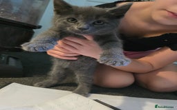 Russian Blue cats for sale: 7 Beautiful Russian blue X kittens  - Image 7