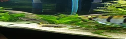 Angelfish fish for sale: Wild type angelfish  in Hinckley - Advert 3