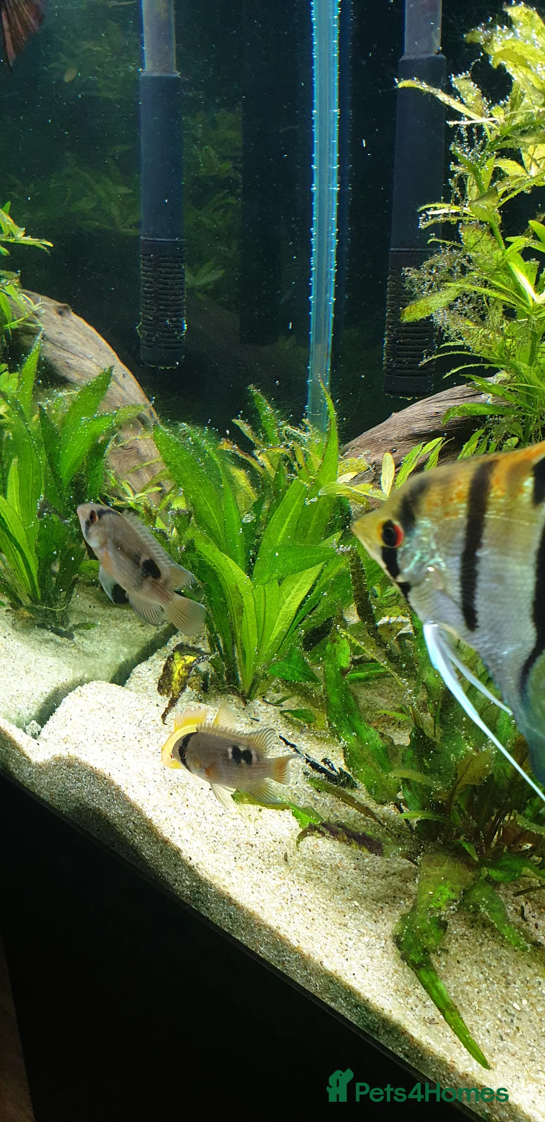 Angelfish fish for sale: Wild type angelfish  in Hinckley - Advert 3