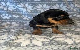Miniature Dachshund dogs for sale: Kc registered miniature dachshunds  - Image 13