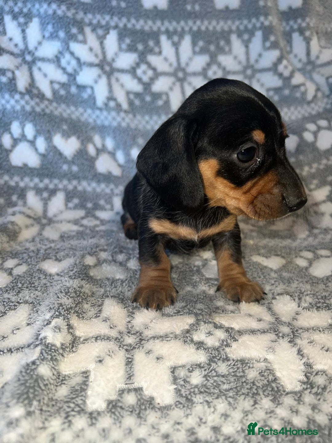 Miniature Dachshund dogs for sale: Kc registered miniature dachshunds  - Image 13