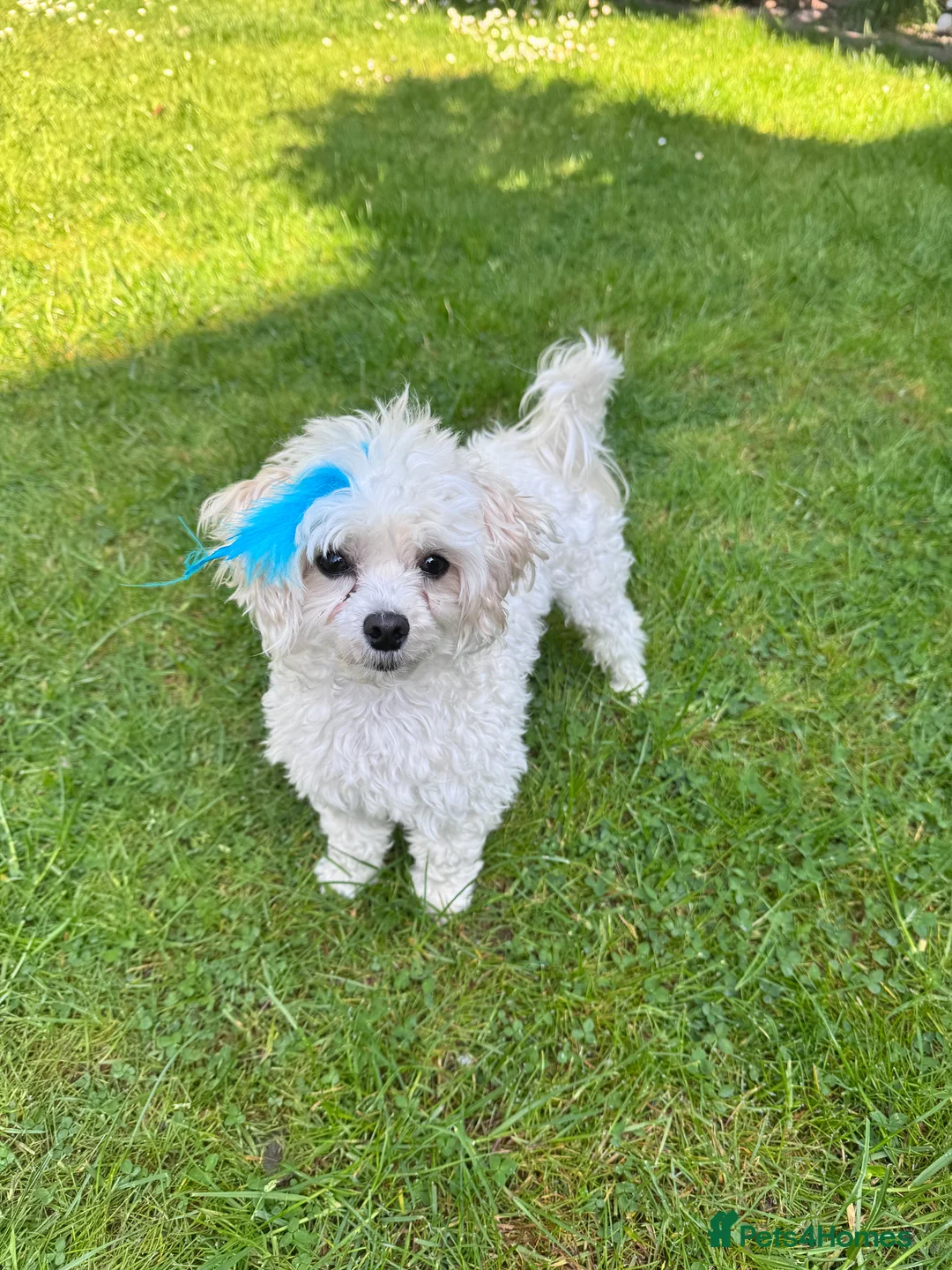 Maltipoo dogs for sale: Beautiful friendly pet looking for loving home - Advert 6