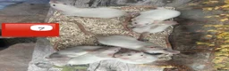 Rat rodents for sale: Baby full size and dwarf rats for sale Sheffield - Advert 13