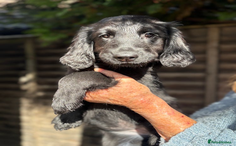 Flat coated Retriever dogs - Advert 1