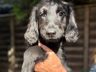 Flat coated Retriever dogs - Advert 7