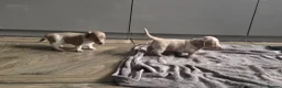 Dachshund dogs for sale: Minature short haired Daschunds - Advert 2