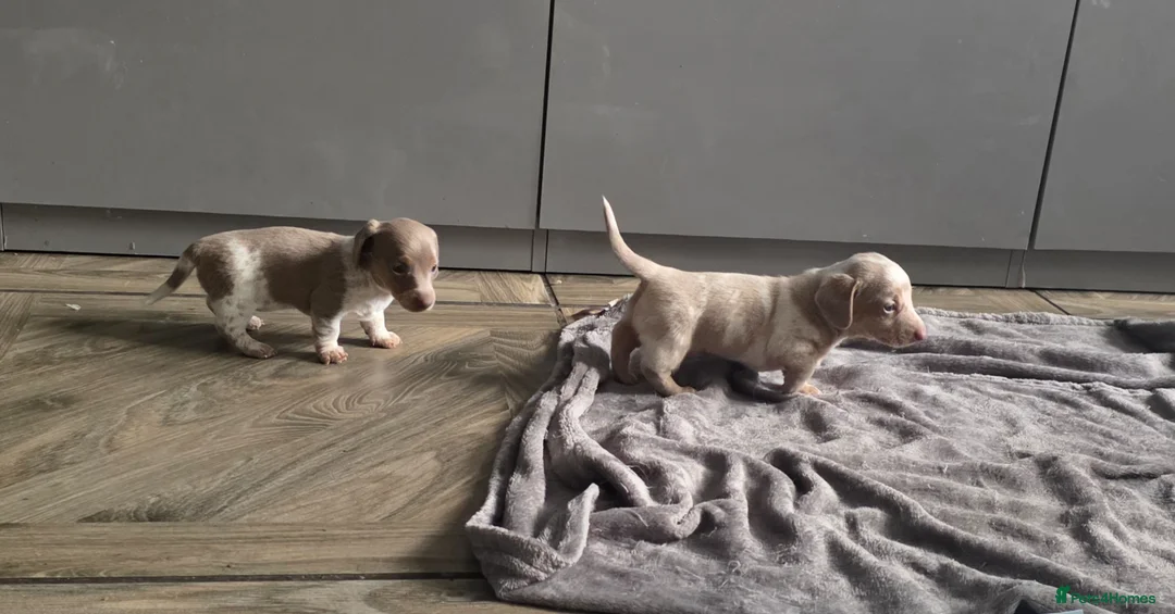 Dachshund dogs for sale: Minature short haired Daschunds - Advert 2
