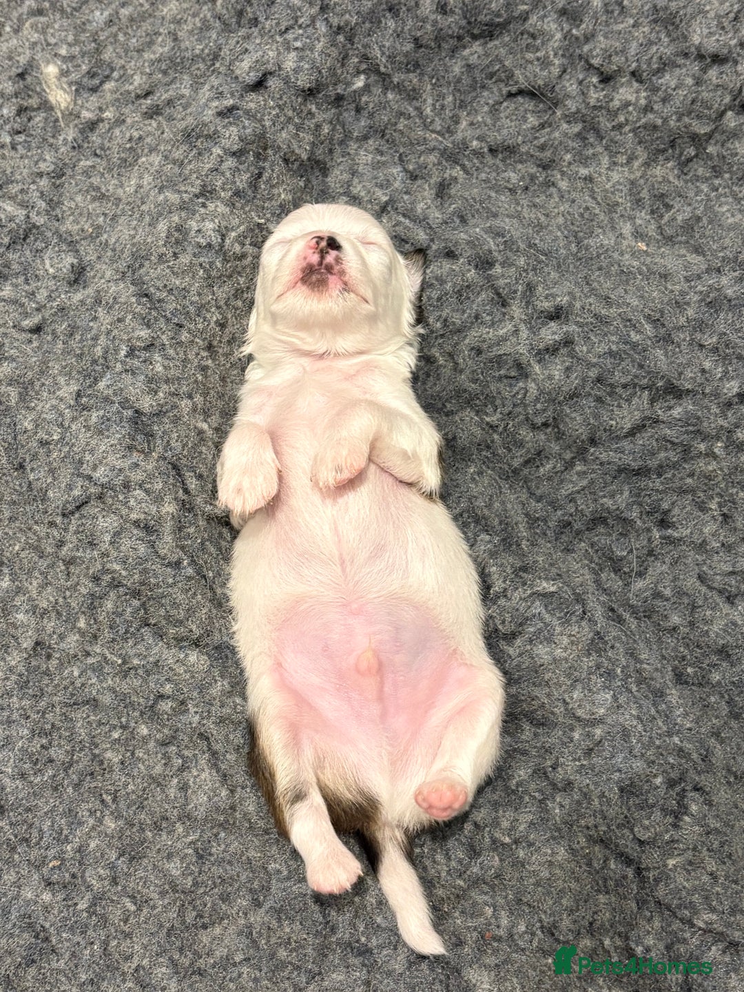 Chihuahua dogs for sale: Long haired chihuahuas  - Image 5