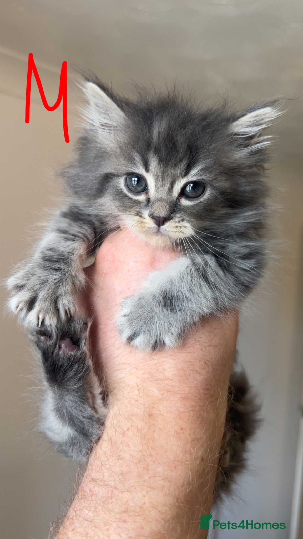 Mixed Breed cats Maincoon x Persian  - Advert 17