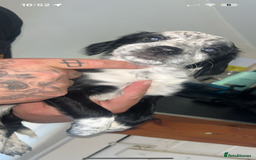Mixed Breed dogs for sale: Last female puppy  - Image 1
