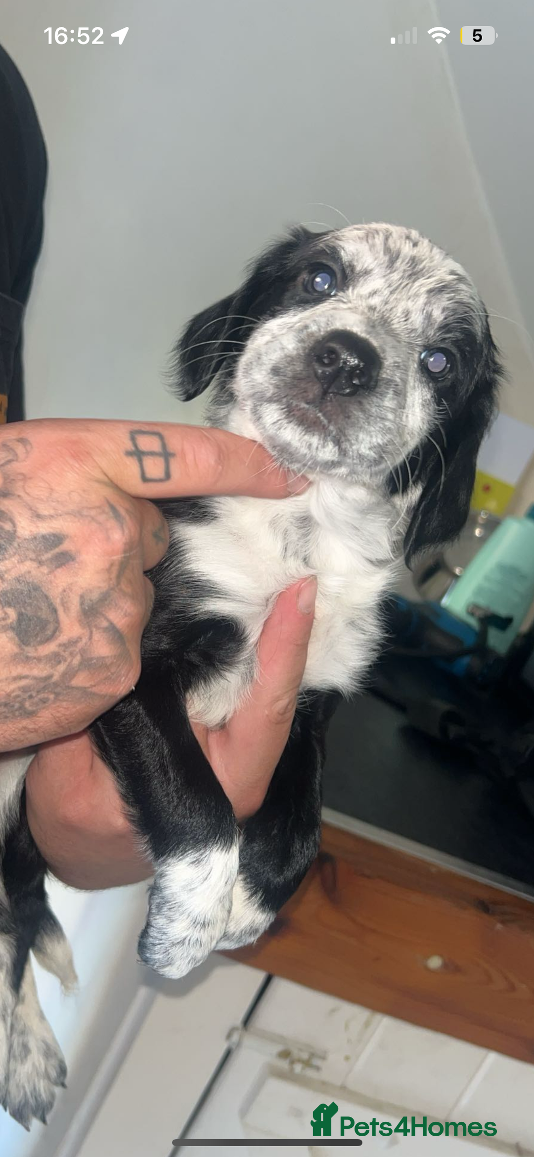 Mixed Breed dogs for sale: Last female puppy  - Image 1