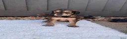 Saluki dogs for sale: Male  Saluki puppy 10 weeks old  - Advert 27