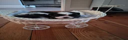 Shih Tzu dogs for sale: Shi tzu puppies  in Redcar - Advert 13