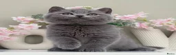 British Shorthair cats for sale: Gorgeous British Kittens - Advert 17