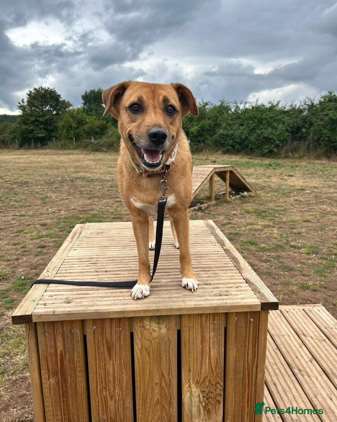 Mixed Breed dogs for adoption: 🧡 Delightful Duffy - once a shell of a dog 🧡 in Kidderminster - Advert 18