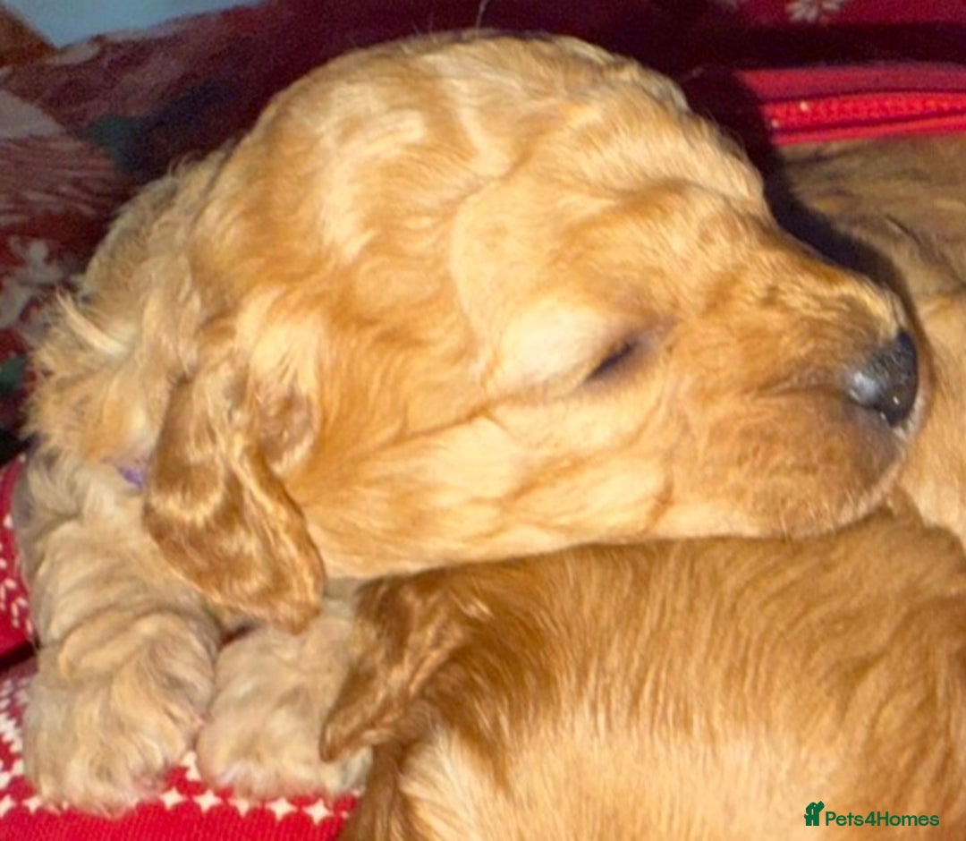 Cavapoo dogs for sale: Delightful Cavapoo puppies - Advert 7