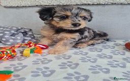 Chipoo dogs for sale: 4  Stunning chipoo puppies  - Image 13