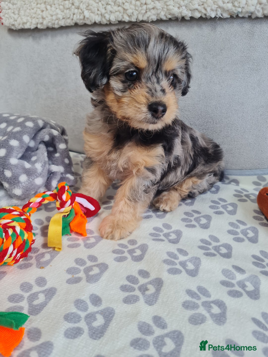 Chipoo dogs for sale: 4  Stunning chipoo puppies  - Image 13