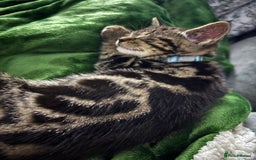 American Shorthair cats for sale: Tabby Kitten  - Image 20