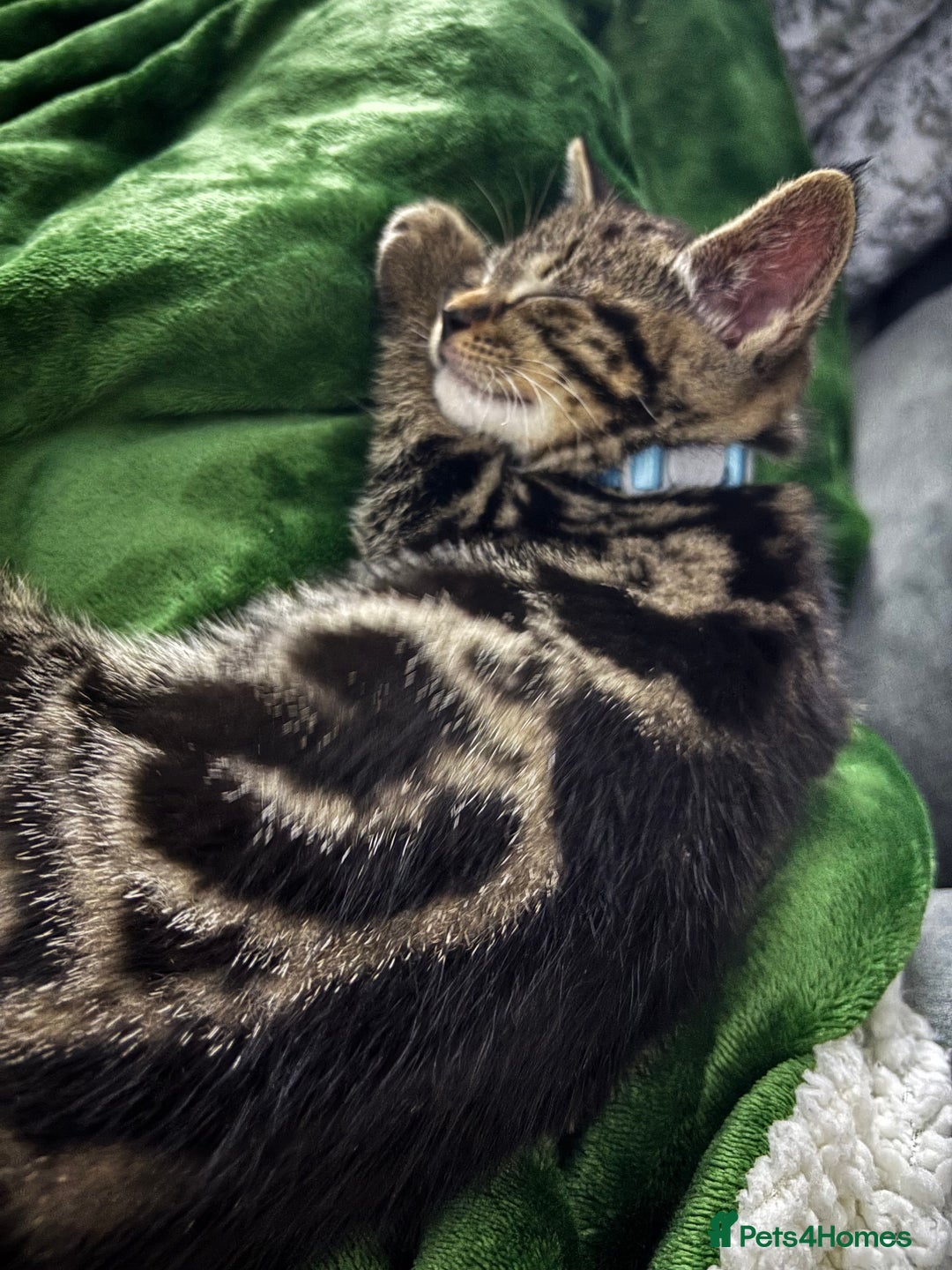 American Shorthair cats for sale: Tabby Kitten  - Image 20