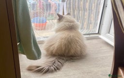 Ragdoll cats for sale: Rehoming our beautiful girl  - Image 3