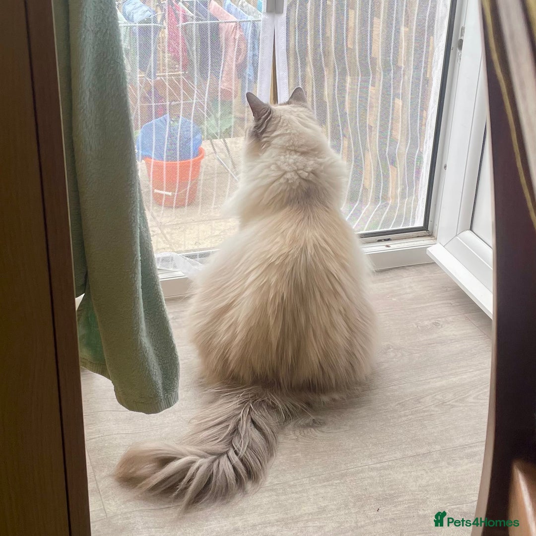 Ragdoll cats for sale: Rehoming our beautiful girl  - Image 3