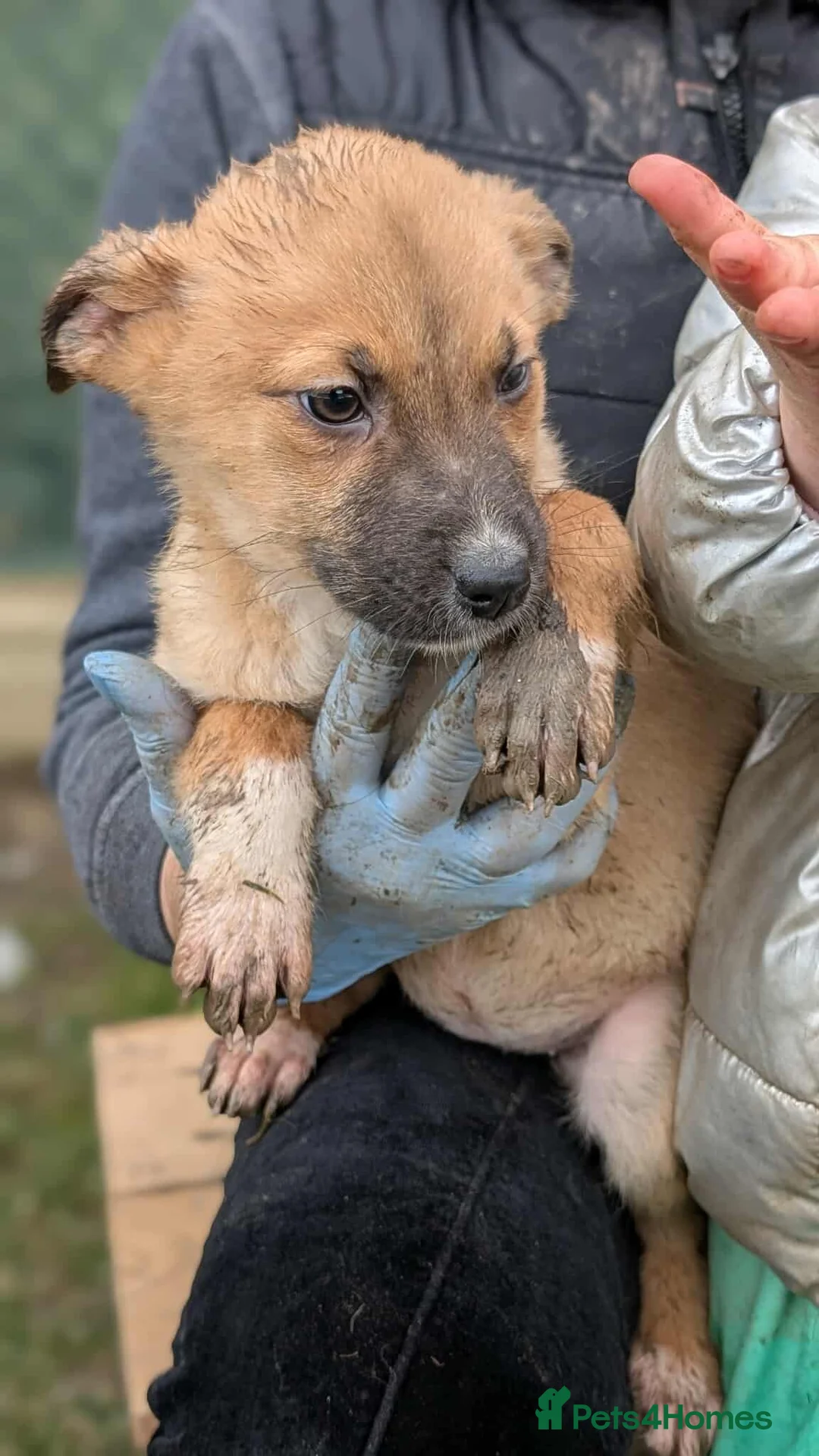 Mixed Breed dogs for adoption: Diamond for adoption in Bedford - Advert 2