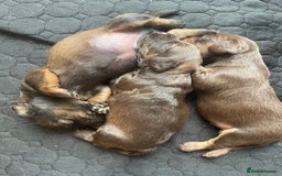 Mixed Breed dogs for sale: Dachshund Cross Pups - Image 14