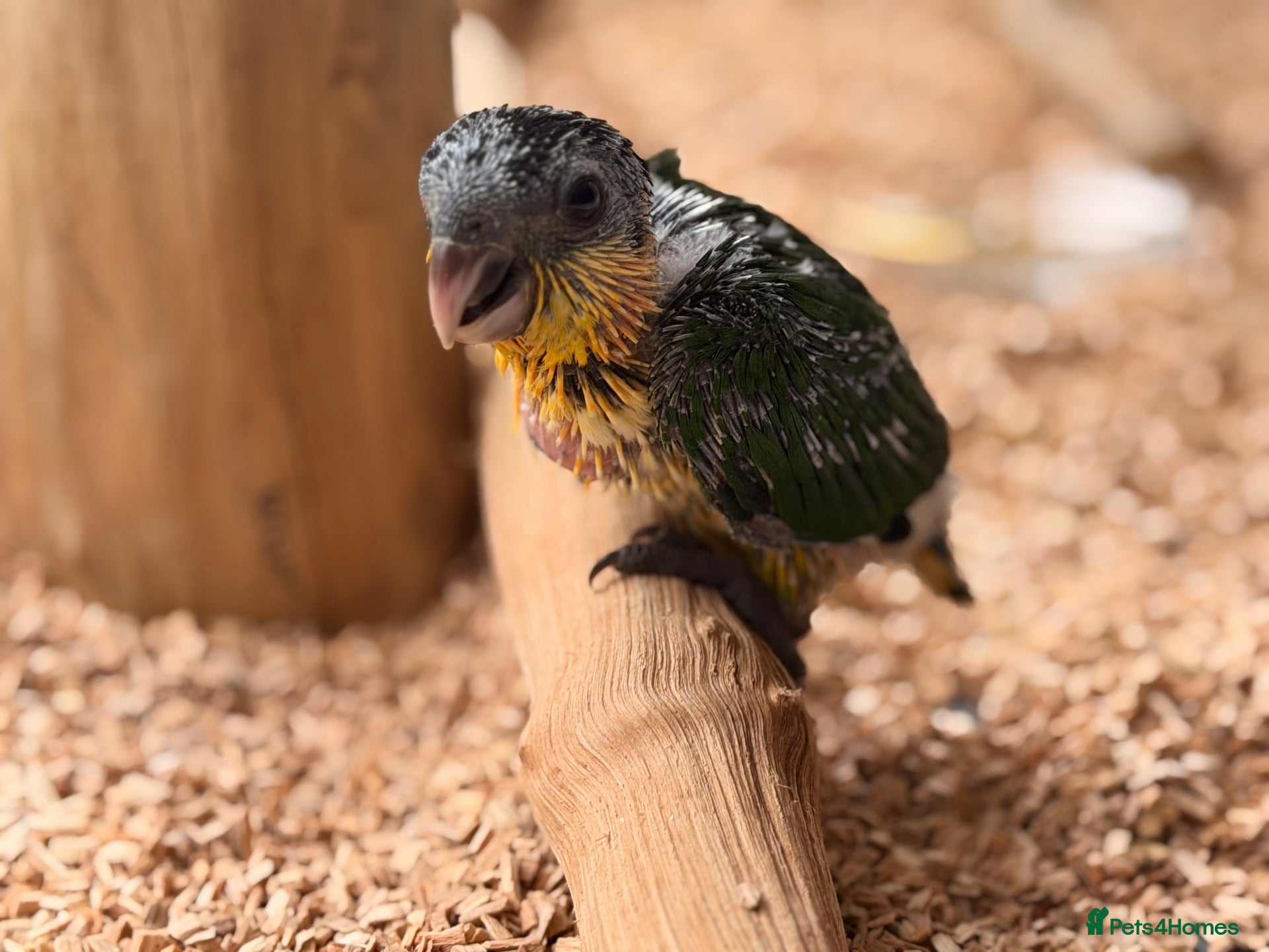 Parrots birds Silly Tame Pallid Black Headed Caique - Advert 2