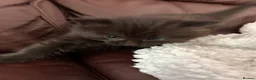 Mixed Breed cats for sale: 4 beautiful kittens  - Advert 9