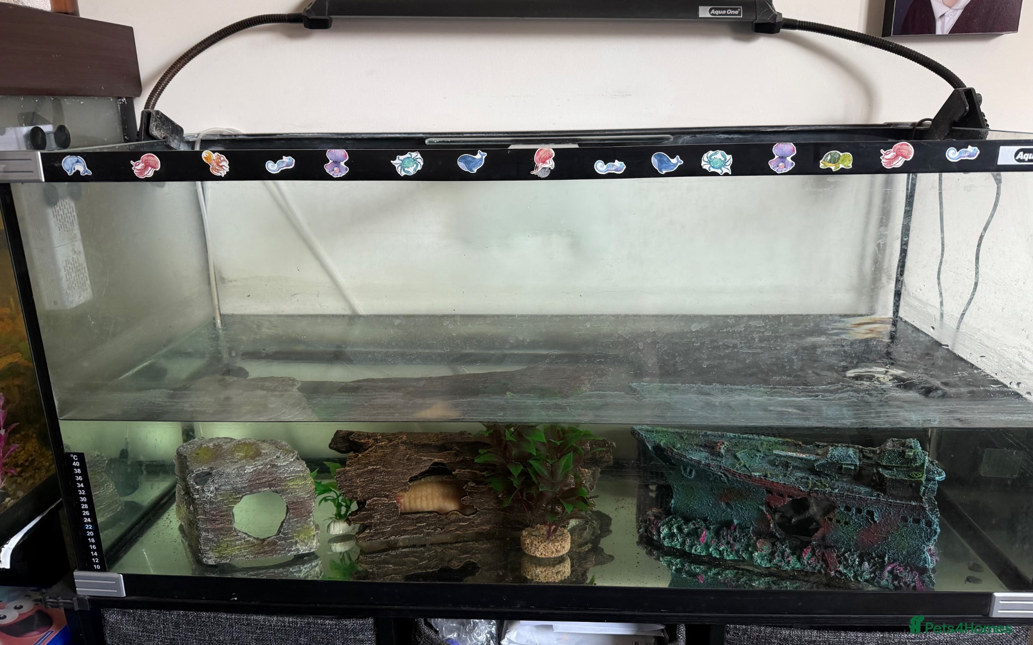 Other/Mixed Breed fish Axoloti fish  - Advert 1