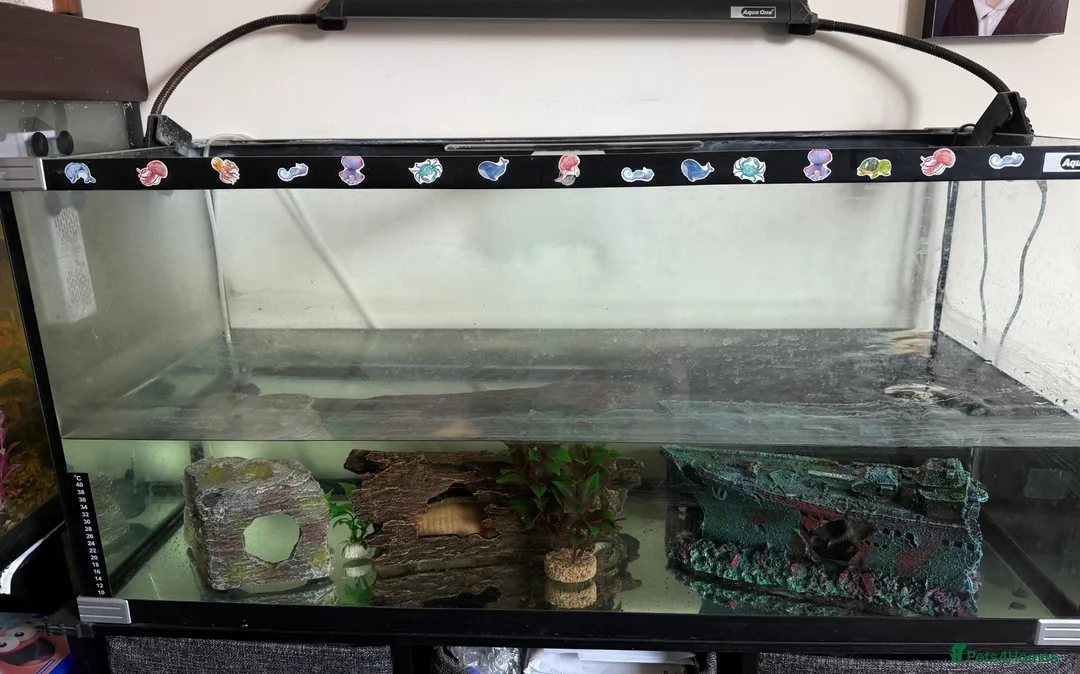 Other/Mixed Breed fish for sale: Axoloti fish  - Advert 1