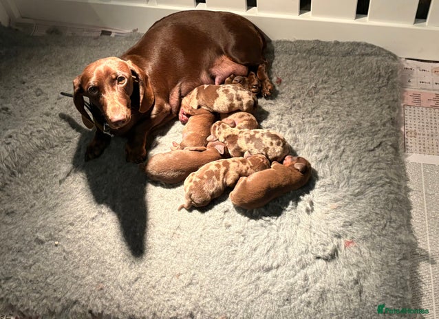 Miniature Dachshund dogs - Advert 4