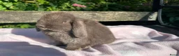 Mini Lop rabbits for sale: Beautiful mini lops for sale  - Advert 14
