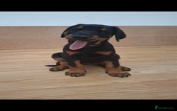 Dobermann dogs for sale: Beautiful Doberman puppies 3 boys 3 girls for sale - Image 23