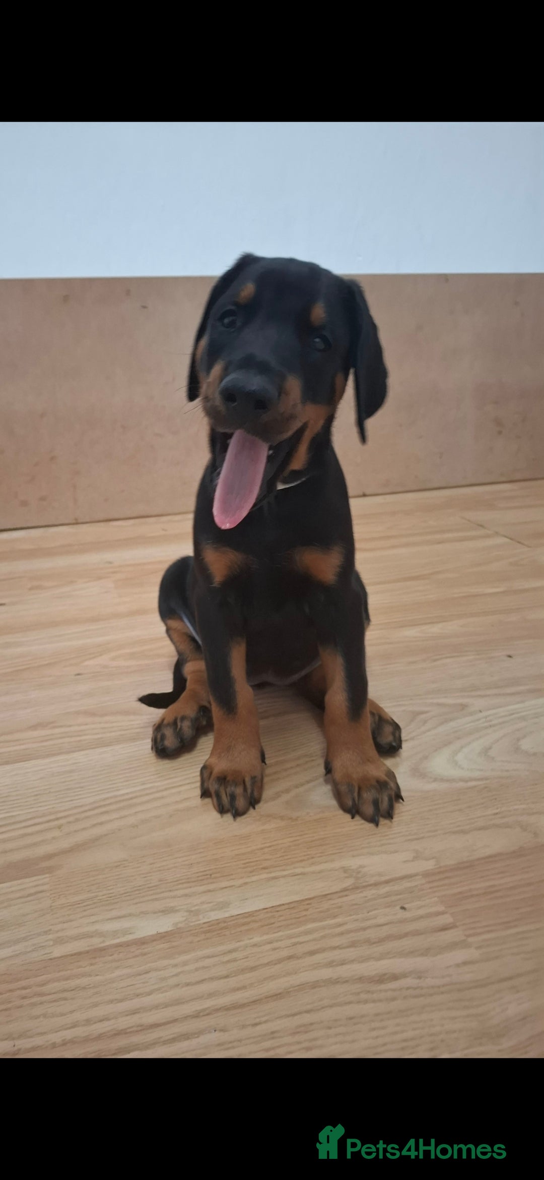 Dobermann dogs for sale: Beautiful Doberman puppies 3 boys 3 girls for sale - Image 23