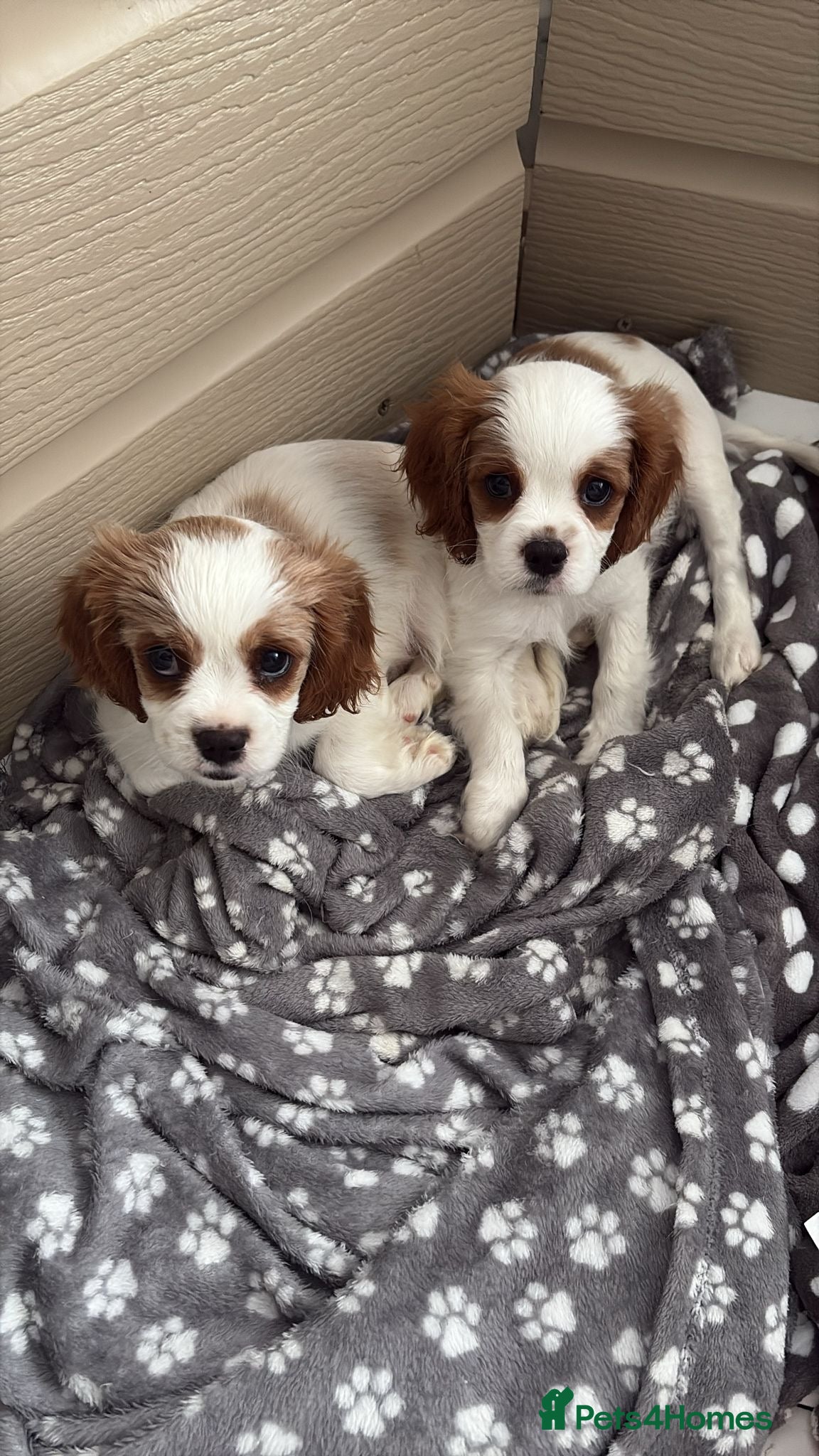 Cavalier King Charles Spaniel dogs Beautiful Blenheim King Charles spaniel pups    - Advert 3